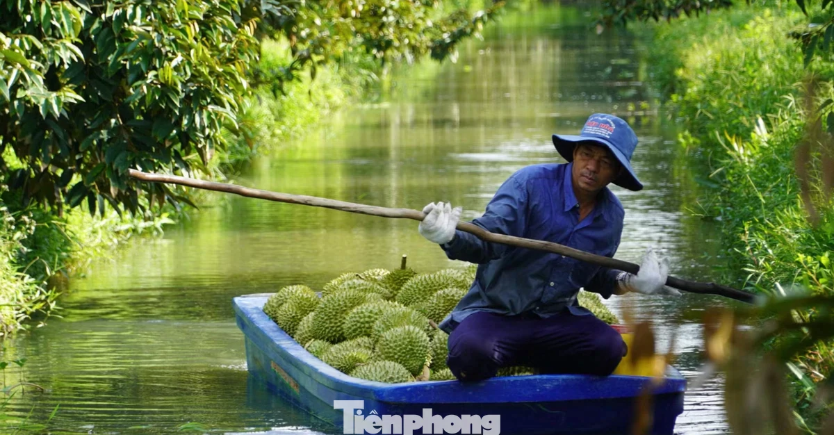 Sầu riêng "tắc" mã vùng trồng, chủ tịch tỉnh thành phải chịu trách nhiệm