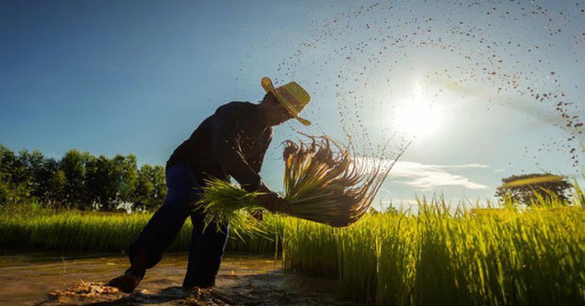"Cơn ác mộng" mới của ngành gạo Thái Lan: 5,4 triệu tấn lúa có nguy cơ biến mất, thiệt hại gần 2 tỷ USD