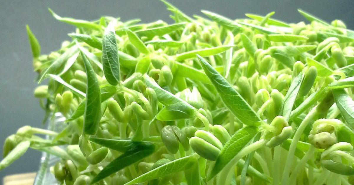 Loại rau được ví là 