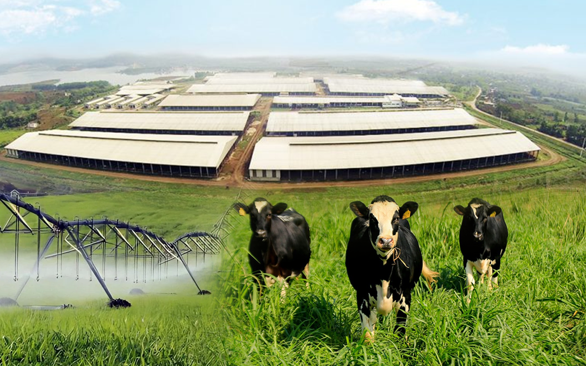 Những điểm nhấn làm nên chất lượng hàng đầu của sữa tươi sạch TH true MILK