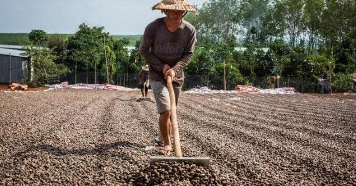 "Vàng treo trên cây" giúp Việt Nam xuất khẩu bỏ xa thế giới: Trung Quốc thừa nhận "ăn đứt" hàng nội, thu về gần 3 tỷ USD từ đầu năm