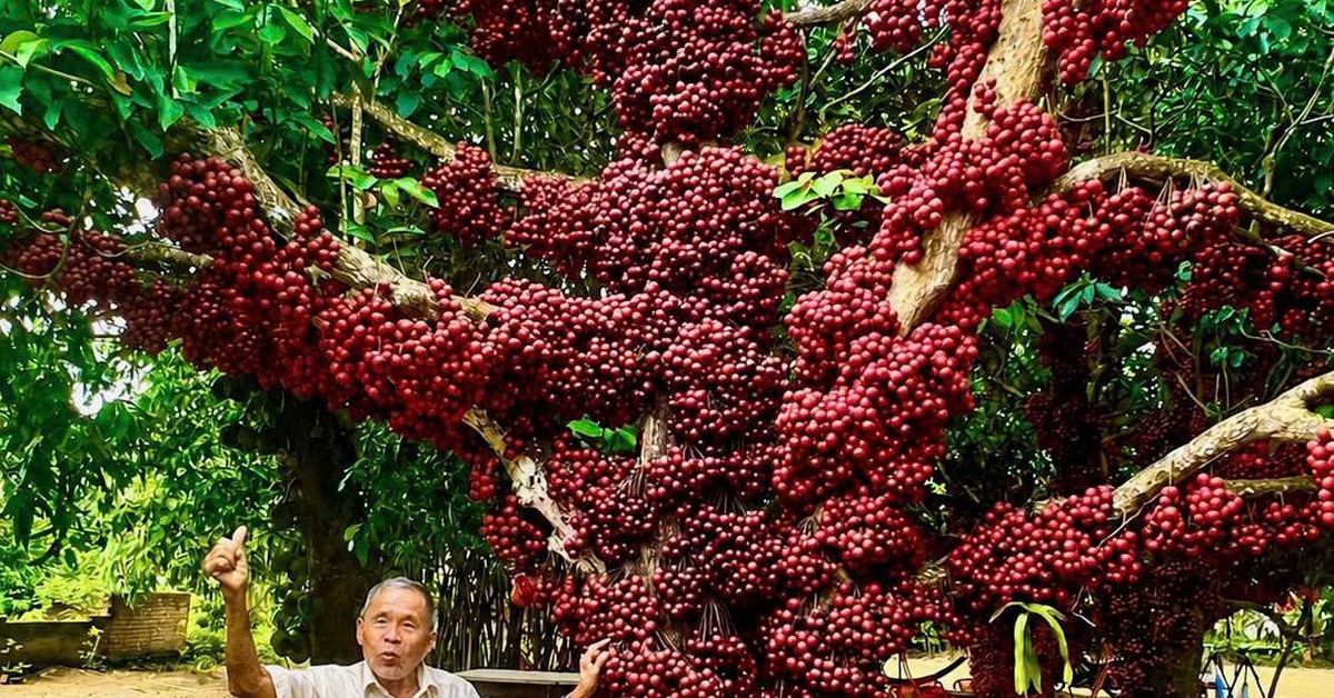 Cận cảnh cây đỏ trăm tuổi ở Đắk Lắk được công nhận là cây di sản Việt Nam