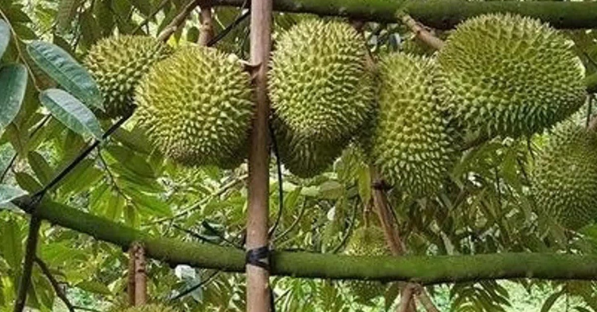 Trung Quốc phê duyệt thêm mã số cho nông sản Việt Nam xuất khẩu