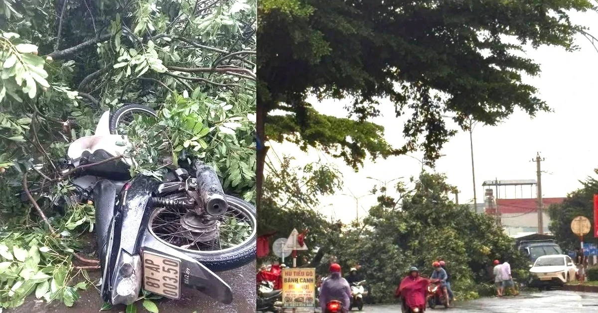 Người đàn ông bị cây xanh ngã đổ trúng tử vong