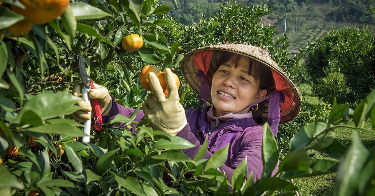 Việt Nam đứng thứ mấy trong bảng xếp hạng các nền kinh tế nông nghiệp lớn nhất thế giới?