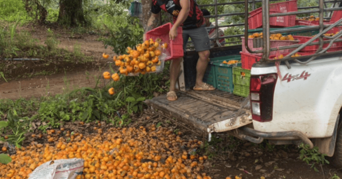 Không phải sầu riêng, Thái Lan bất ngờ gặp khó với loại quả Việt Nam trồng rất nhiều: Giá chỉ 4.000 đồng/kg, người dân để mặc thối rữa tại ruộng