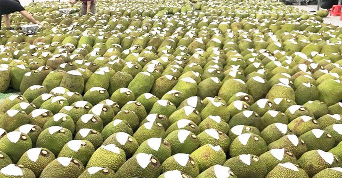Việt Nam có loại quả "cứu tinh của thế giới" khiến Trung Quốc phải thừa nhận ngon hơn "của nhà trồng", cực giàu protein, diện tích trồng hơn 80.000 ha