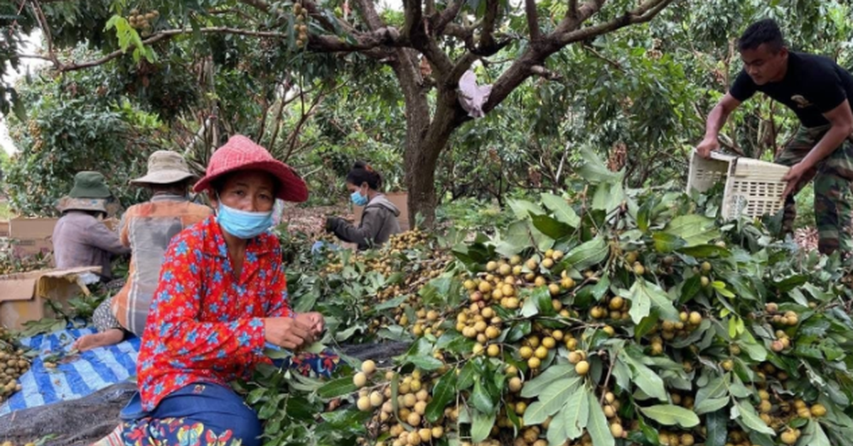 Trồng thử loại quả nổi tiếng của Việt Nam, anh nông dân tại Bangladesh trúng lớn: Giá bán hơn 200.000 đồng/kg, mỗi năm thu hoạch 2 vụ