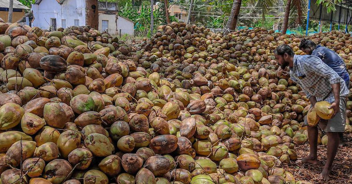 Không phải sầu riêng, một báu vật tỷ đô của Việt Nam khiến Trung Quốc, Mỹ mê mẩn: Diện tích trồng 200.000 ha, thu về hơn nửa tỷ USD