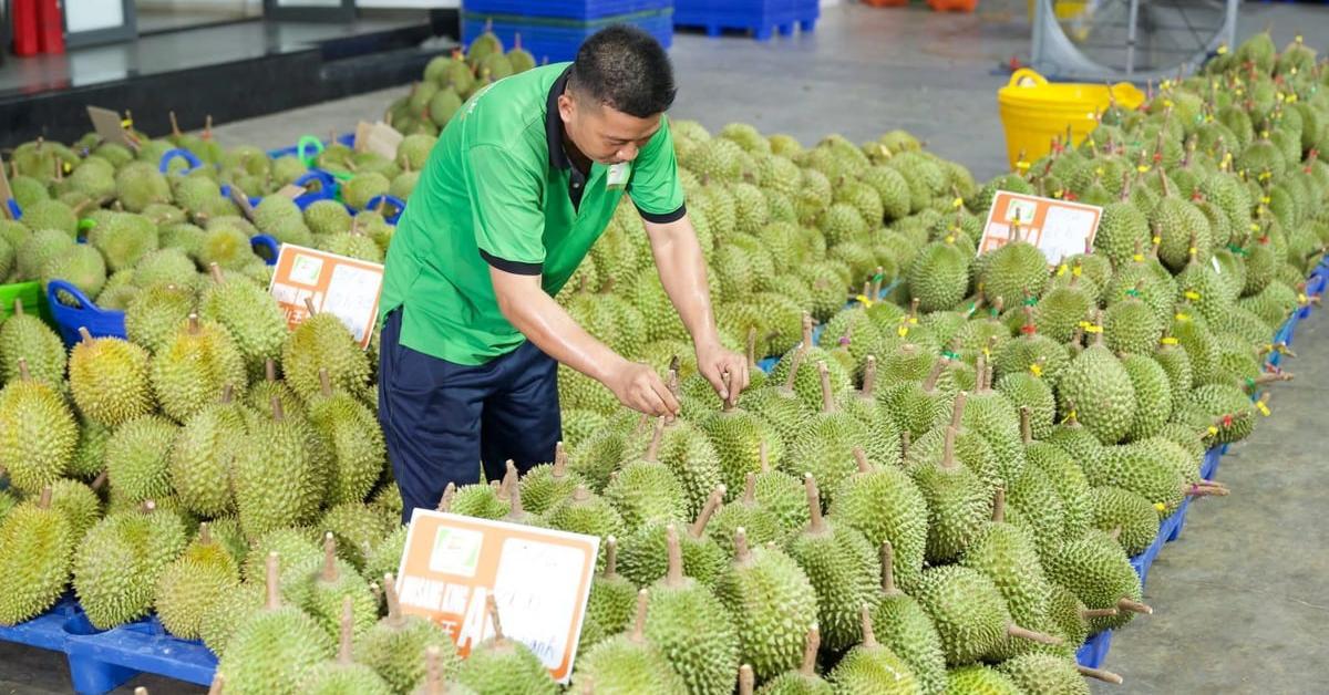 Gỡ "vòng kim cô", mở lối cho trái cây Việt xuất ngoại