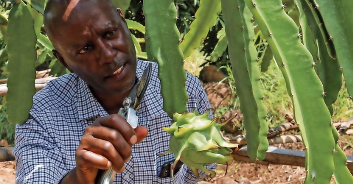Trồng thử loại ‘siêu trái cây" ở Việt Nam, người dân tại Kenya bất ngờ đổi đời: Hơn 3 năm được thu hoạch, sản lượng không đủ để bán