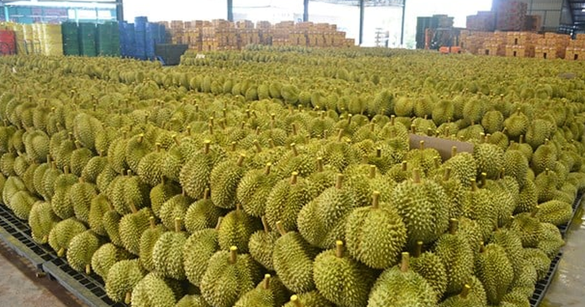 Sở hữu giống sầu riêng ngon nhất thế giới, một đối thủ tại Đông Nam Á liên tiếp đón tin dữ: Thừa nhận đang bị Thái Lan, Việt Nam vượt mặt