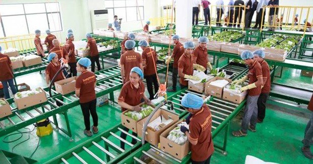 Trung Quốc gom mua gần hết một loại đặc sản, nhiều người dân Campuchia đổi đời, rủng rỉnh tiền mua đất