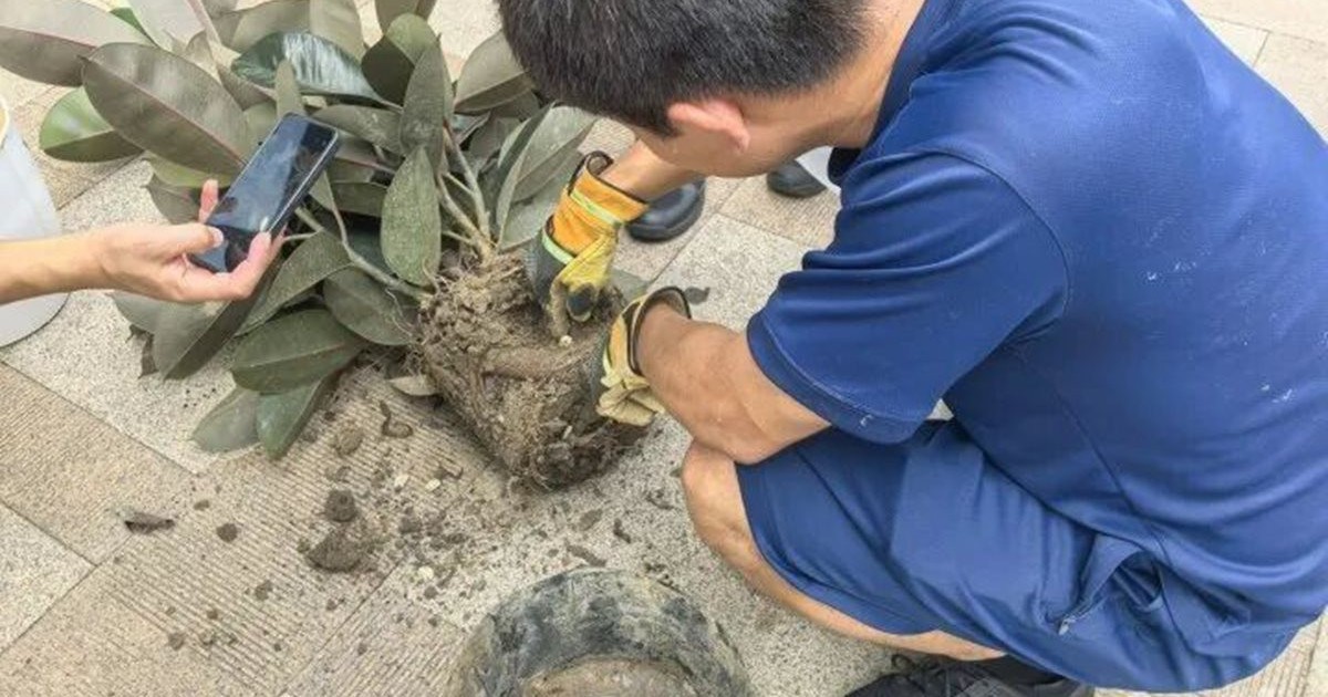 Mua chậu câu cảnh trên mạng với giá hơn 200.000 đồng, nhiều ngày sau chứng kiến cảnh tượng kinh hãi