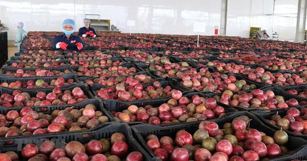Loại quả "lọc" mỡ máu cực tốt, bán đầy chợ Việt giá chỉ từ 25.000 đồng/kg: EU ưa chuộng, xuất khẩu thu về hơn 116 triệu USD