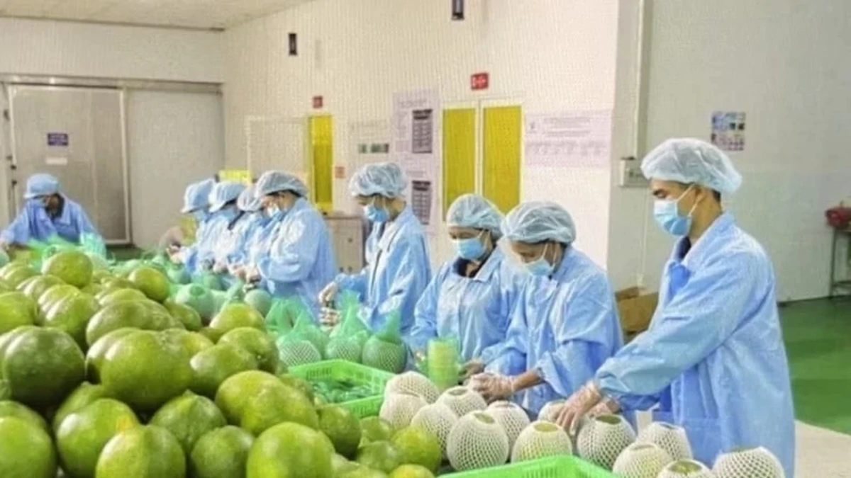 Bộ Nông nghiệp khuyến cáo "nóng" khi Úc dừng nhập bưởi Việt Nam