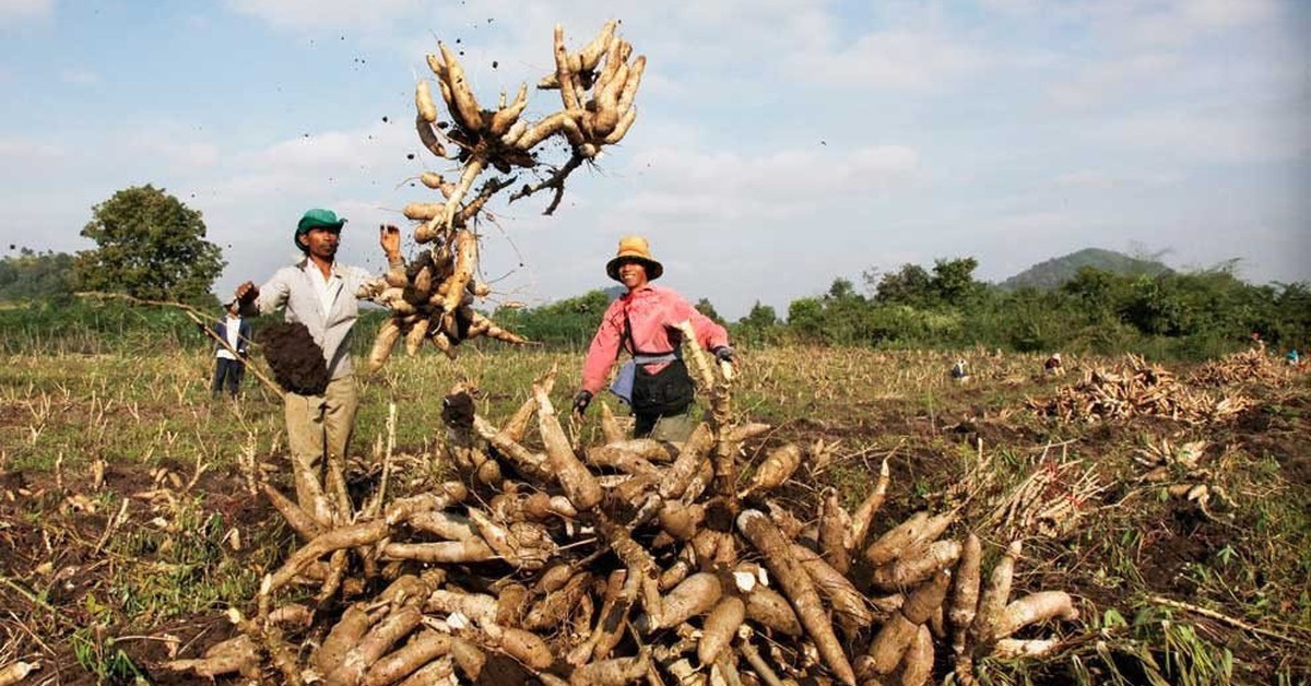 Campuchia hái ra tiền với loại "vàng trắng" Việt Nam xuất khẩu top 3 thế giới: 8 tháng thu gần 500 triệu USD