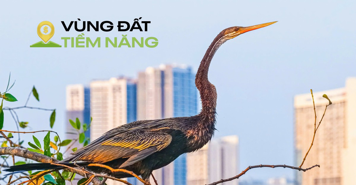 Chim có trong sách đỏ đua nhau kéo về một khu đô thị được mệnh danh là ‘khu nhà giàu’, mật độ xây dựng chỉ 26%, dành 174 ha làm cây xanh và hồ nước