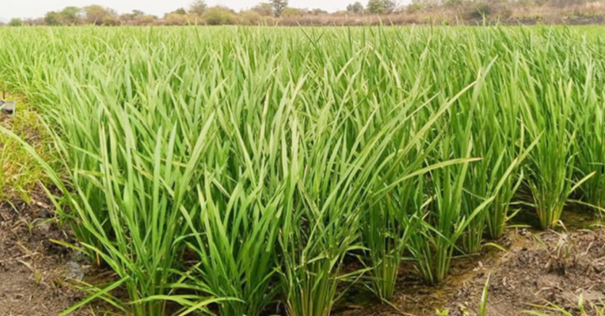 Láng giềng Việt Nam mang một giống lúa ‘thần kỳ’ sang châu Phi gây sốt: Năng suất tăng gấp 3 lần, mỗi ha thu về 8 tấn lúa