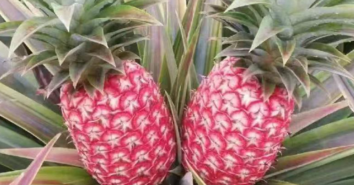 Trung Quốc quyết tâm làm giàu với trái cây quen thuộc của người Việt: Tạo ra giống mới không quốc gia nào có, sẽ xuất khẩu 5 triệu cây giống