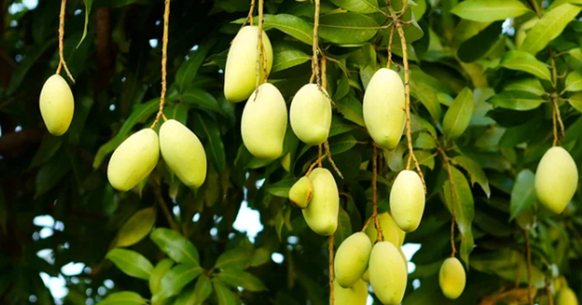 Không phải thanh long hay sầu riêng, Campuchia quyết làm giàu từ loại quả Việt Nam cũng đang trồng nhiều: Diện tích trồng tăng 2.660%, sản lượng 2,2 triệu tấn mỗi năm