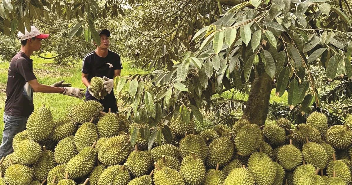 Trung Quốc vừa cấp thêm gần 570 mã vùng trồng sầu riêng Việt Nam