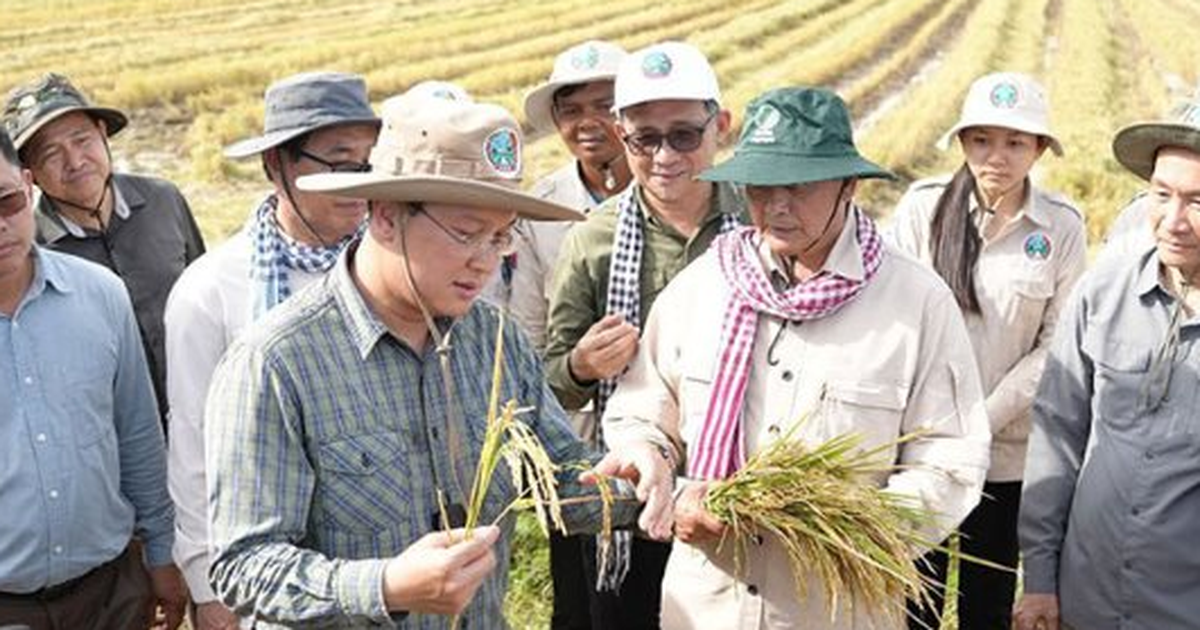 Một đối thủ của gạo Việt Nam, Thái Lan liên tiếp đón tin vui, đang sở hữu giống lúa nhận danh hiệu ngon nhất thế giới 7 lần liên tiếp