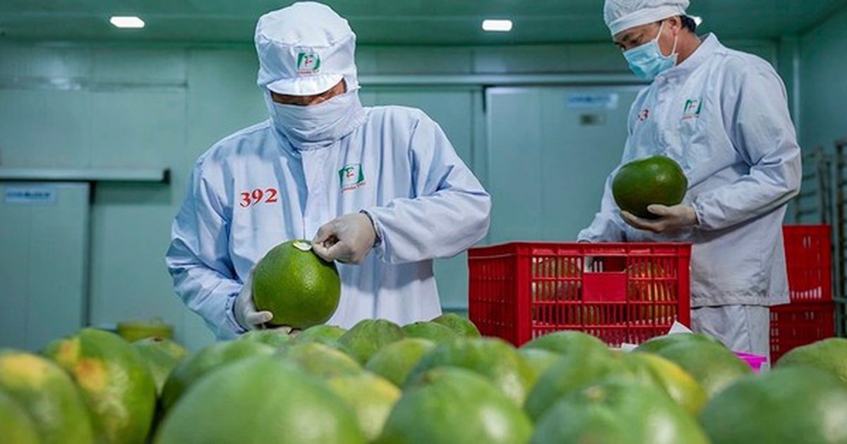 Bức tranh nhiều điểm sáng của xuất khẩu nông sản