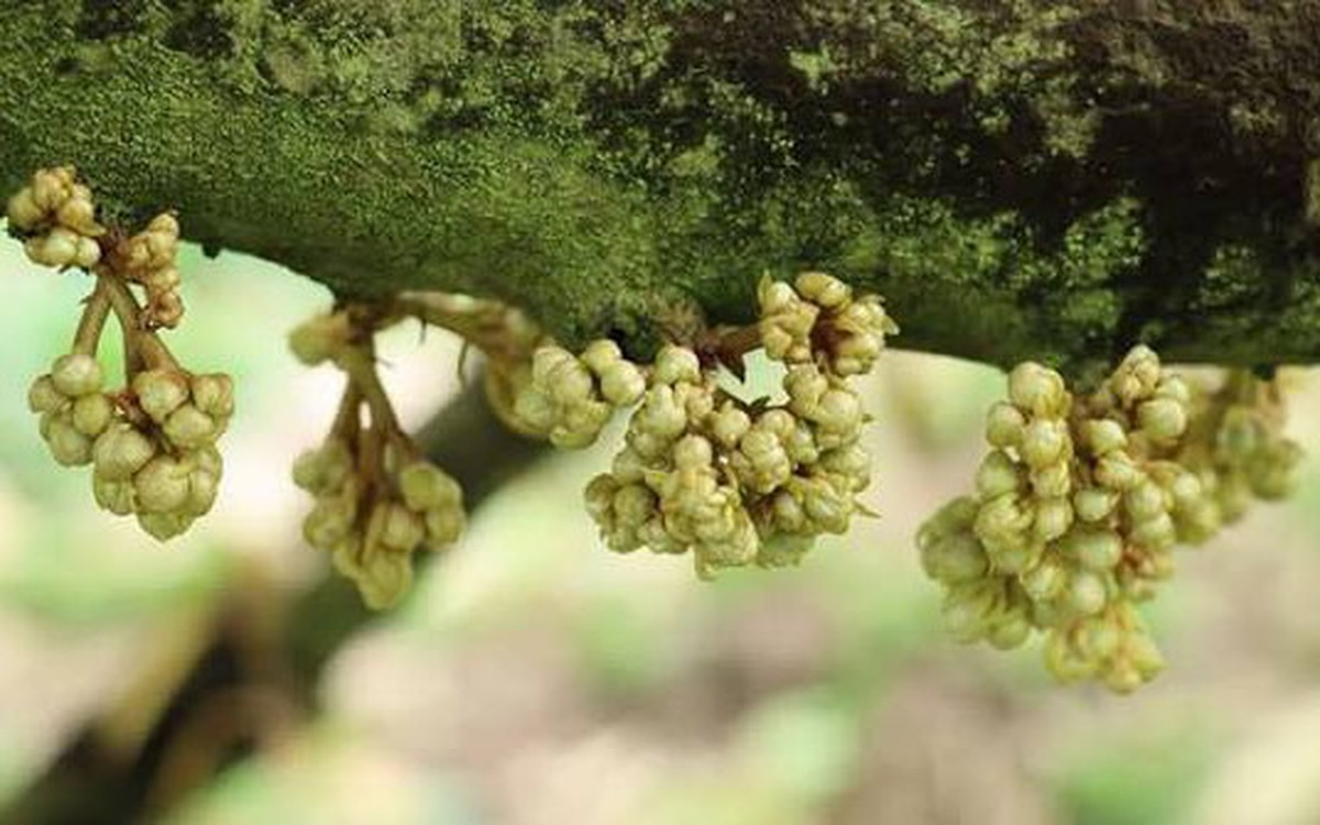 Hàn Quốc dồn lực nhập khẩu một mặt hàng của VN: Là gì mà được yêu thích đến vậy?