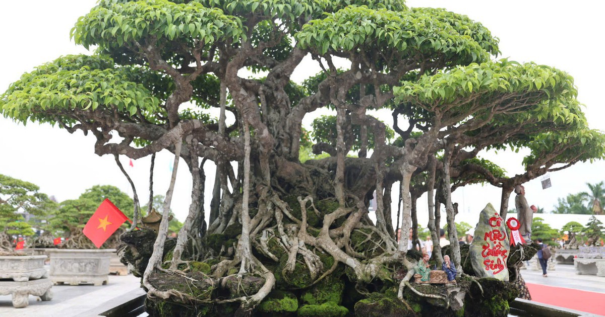 Choáng ngợp trước những cây bonsai bạc tỷ khoe dáng ở quảng trường Quảng Ngãi