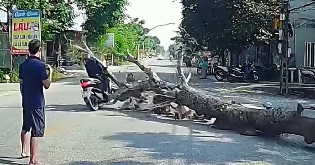 Người đàn ông đi đường bị cây gỗ đè tử vong