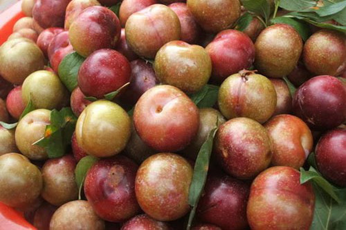 Ăn mận: Những tác hại không ngờ cho sức khỏe