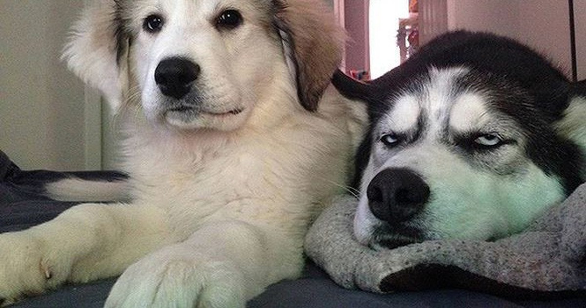Những đặc điểm về ngoại hình và hành vi của giống chó Husky