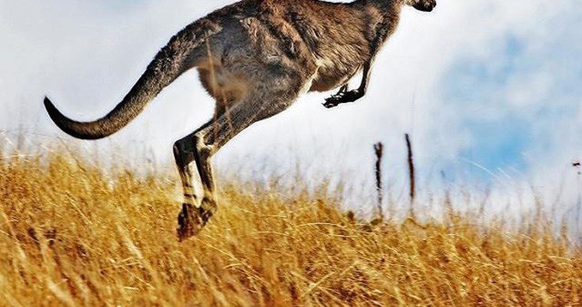 Những sự thật ít biết về loài kangaroo