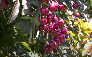 A Vietnamese fruit won big in Japan, and Chinese traders flocked to buy it - Photo 5.