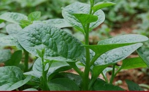 5 loại rau dân dã giúp quý ông luôn sung mãn trong 'chuyện ấy'