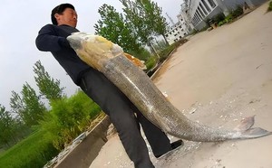 Cá khủng tràn ngập dưới đập Tam Hiệp, có con nặng hơn 100kg: Tuyệt nhiên không ai dám đánh bắt, vì sao?