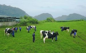 Doanh nghiệp sữa lâu đời nhất Việt Nam chưa từng ghi nhận điều này trong lịch sử hoạt động