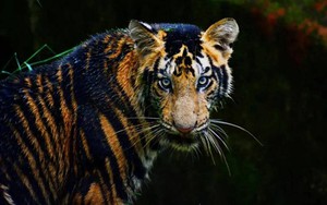 Hổ vàng cực kỳ quý hiếm xuất hiện ở Ấn Độ: Tin tức khiến các nhà bảo tồn 