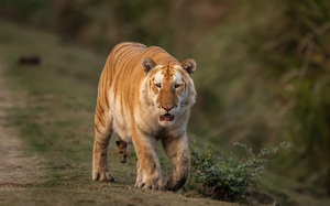 Hổ vàng cực kỳ quý hiếm xuất hiện ở Ấn Độ: Tin tức khiến các nhà bảo tồn 