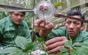 Loài cây được coi là “quốc bảo” của Việt Nam: Giá có thể lên tới hàng tỷ đồng, một vụ trộm lớn mới xảy ra
