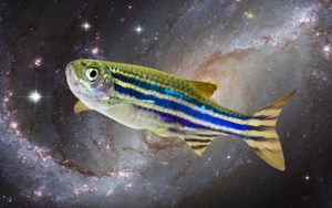 Số phận đàn cá tương đồng gene với con người, được Trung Quốc đưa lên trạm vũ trụ sau 1 tháng ra sao?