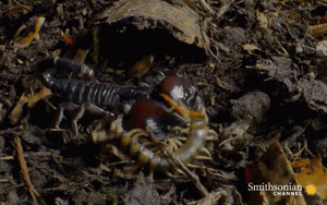 Cùng có thể gây nguy hiểm, tại sao bọ cạp vượt mặt cả loài rắn rết để đứng đầu trong 