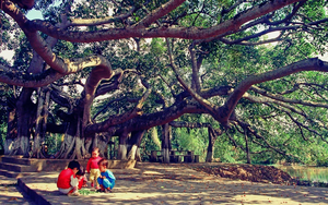Kỳ lạ cây đa cổ thụ 13 gốc lớn nhất Việt Nam: Tuổi đời hơn 300 năm, tán rộng bao trùm cả nghìn mét vuông