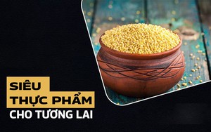 'Lãnh địa' loài rắn độc ở Trung Quốc chứa 20.000 con: Nếu thả 2 con lửng mật vào thì chuyện gì sẽ xảy ra?- Ảnh 9.