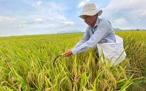 Nuôi con "hiền như đất" mê bơi lội, ông nông dân đều như "vắt chanh" thu 3 tỷ đồng/năm - Ảnh 2.