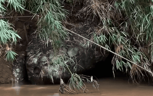 Dòng sông yên ả bỗng dậy sóng vì 'rắn khổng lồ', người dân bàn tán khiến phóng viên đến tận nơi xác minh