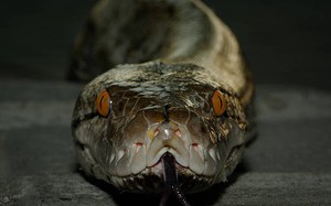 Loài rắn dài nhất thế giới, Việt Nam cũng có: Từng ghi nhận cá thể đạt gần 10 mét