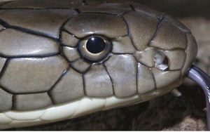 Loài rắn độc dài nhất thế giới, Việt Nam cũng có: Một cú tấn công đủ giết 20 người