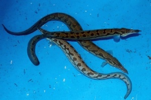 C&aacute; ngọt như m&igrave; ch&iacute;nh, được v&iacute; l&agrave; &ldquo;s&acirc;m dưới nước&rdquo;, nu&ocirc;i ở nơi đặc biệt gi&uacute;p n&ocirc;ng d&acirc;n thu gần 1 tỷ đồng mỗi năm